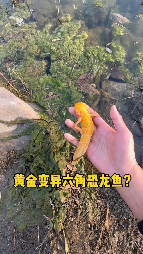 六角龍魚有哪些顏色變種，六角龍魚的種類
