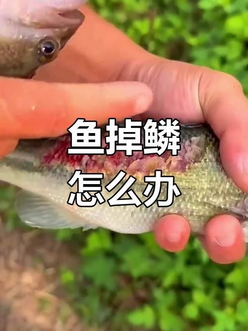 能給出一些預(yù)防龍魚鱗片脫落的圖片嗎，如何判斷龍魚是否缺維生素？