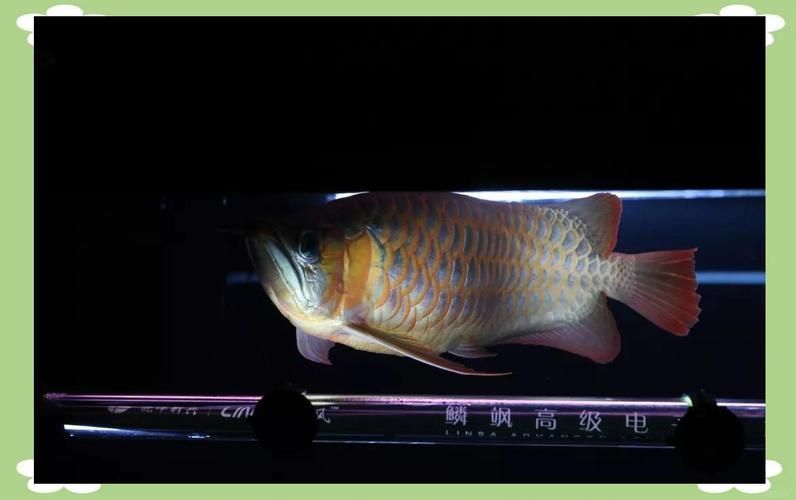 能給出一些預(yù)防龍魚鱗片脫落的圖片嗎，如何判斷龍魚是否缺維生素？