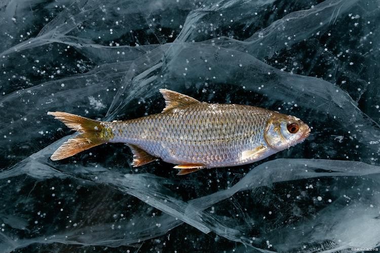能給出一些預(yù)防龍魚鱗片脫落的圖片嗎，如何判斷龍魚是否缺維生素？