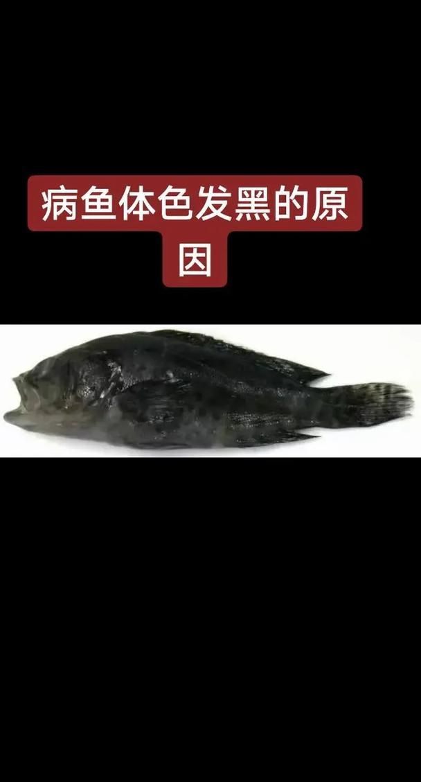 龍魚1號藥有哪些副作用，“龍魚1號藥”的副作用