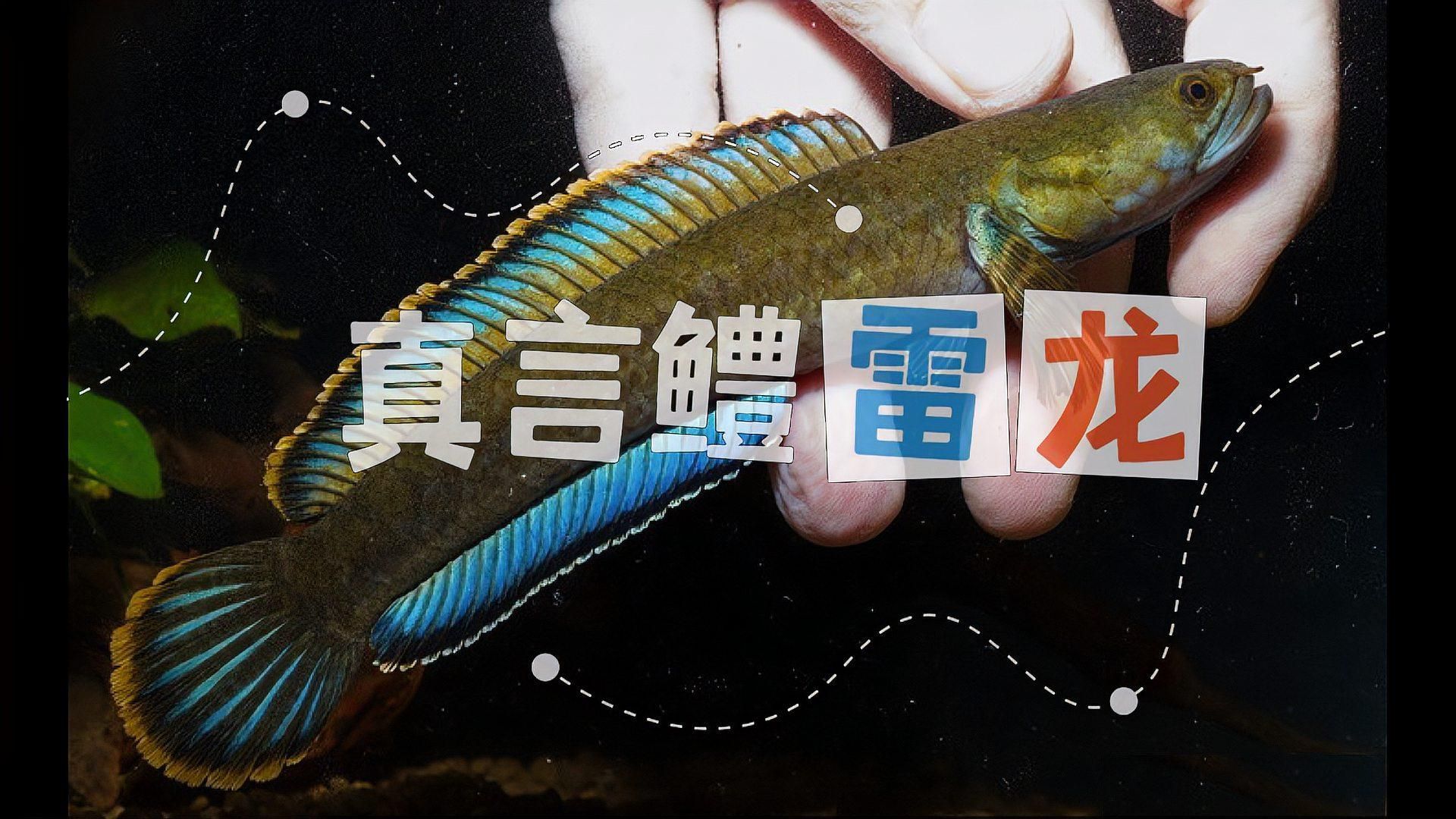 給我推薦一些雷龍魚的品種，給我推薦一些雷龍魚的品種,幻彩紅寶石雷龍的發色條件是什么