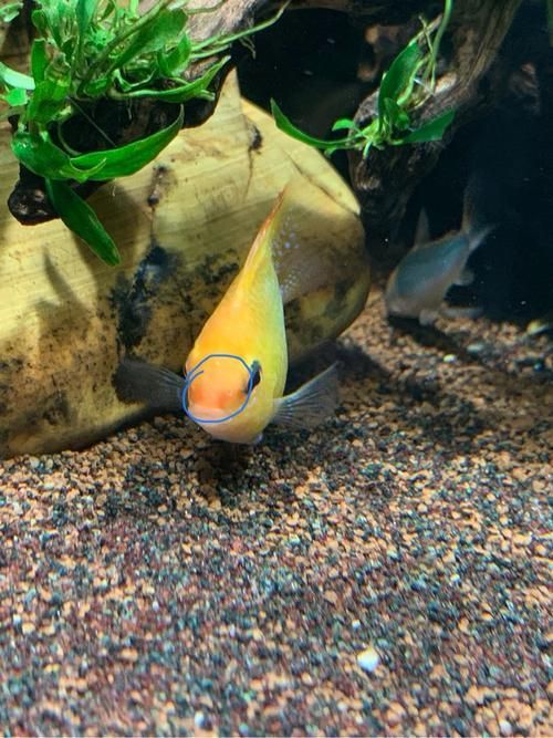 如何判斷魚鰭根部發紅是否嚴重，如何判斷魚鰭根部發紅