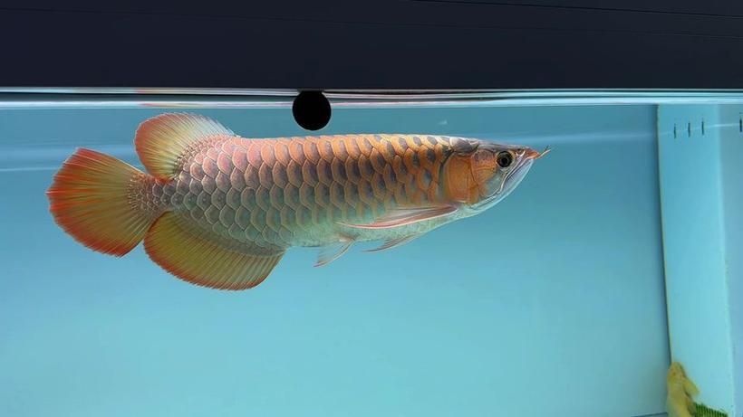 如何鑒別赤元素紅龍魚的血統？，如何鑒別赤元素紅龍魚血統鑒別赤元素紅龍魚的血統