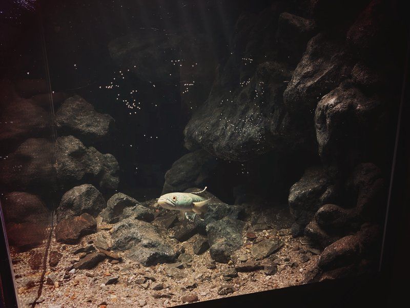 鬼王雷龍魚的最佳飼養(yǎng)環(huán)境是怎樣的，鬼王雷龍魚適宜水溫大揭秘
