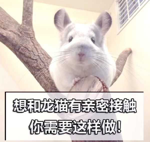 龍貓多久才會對人產(chǎn)生感情，龍貓對人類的親密關(guān)系，龍貓多久才會對人產(chǎn)生感情的尊重