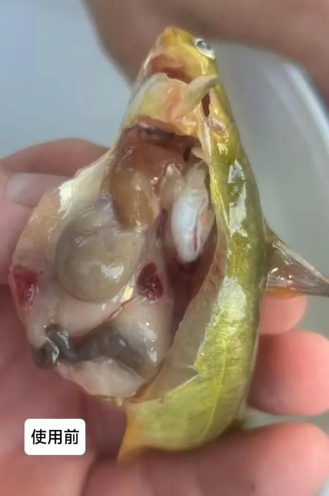 如何判斷魚類是否患有腹水，arxiv論文助手判斷魚類是否患有腹水病用工具