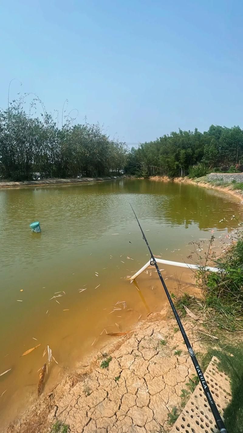 武山龍魚(yú)的養(yǎng)殖技術(shù)有哪些？，武山龍魚(yú)的養(yǎng)殖技術(shù)