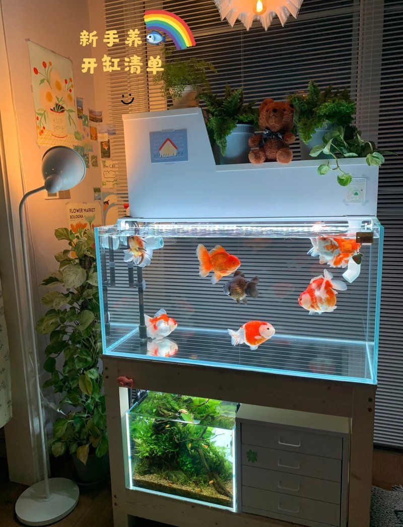 有哪些適合新手的養魚工具，新手養魚工具清單表