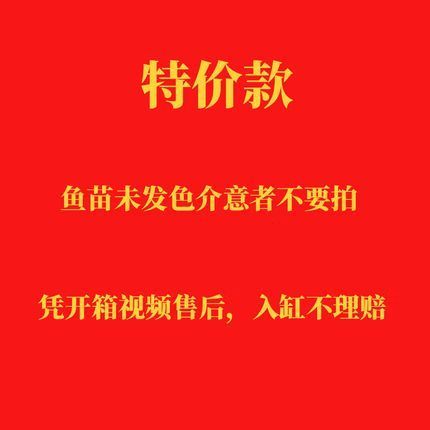 金龍魚20cm魚苗的價格是多少？，金龍魚20cm魚苗價格是多少