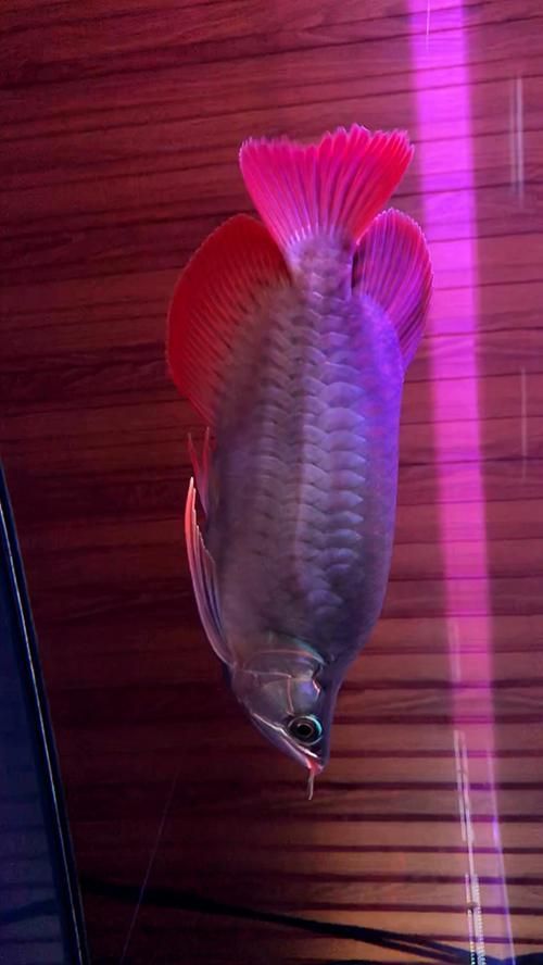 紅龍福龍魚的價格是多少？，紅龍福龍魚的價格是多少