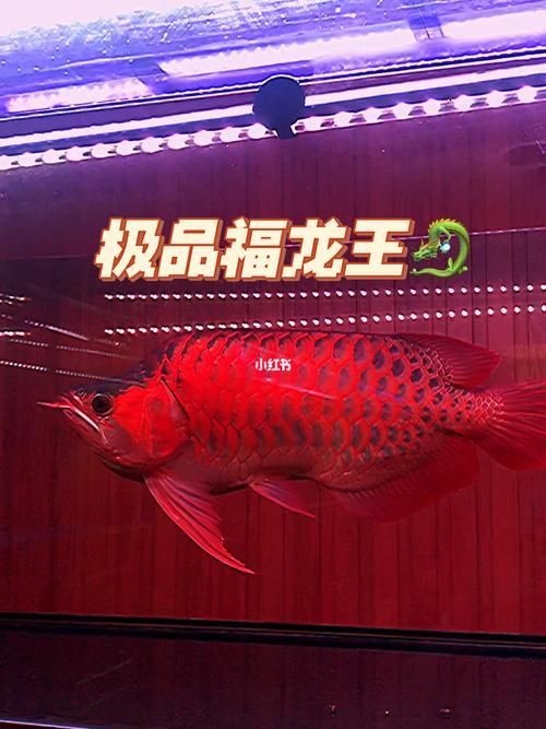 紅龍福龍魚的價格是多少？，紅龍福龍魚的價格是多少