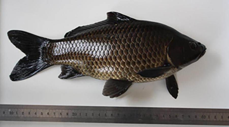 徽州龍魚有哪些品種？，徽州龍魚是什么？