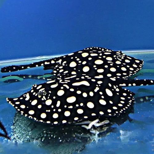 純血皇冠黑白魟魚有哪些品相等級？，純血皇冠黑白魟魚有哪些品相等級純血皇冠黑白魟魚品相等級