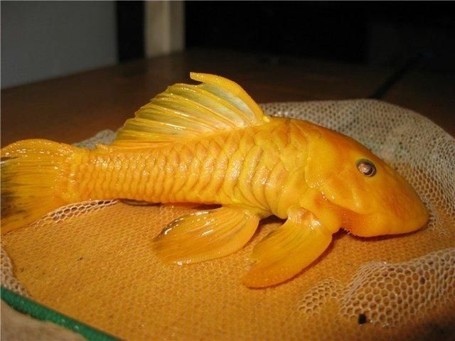 如何選擇適合龍魚的清潔魚？，如何選擇適合龍魚的清潔魚