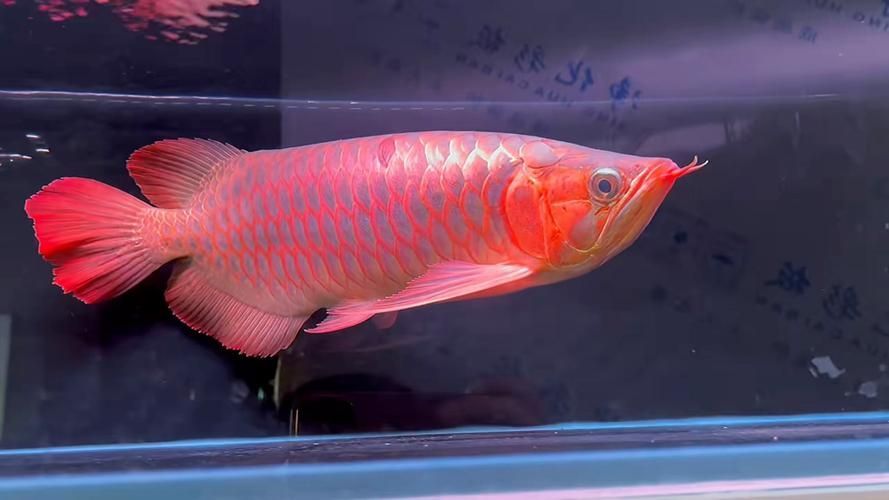 給我一些印尼超血紅龍魚的圖片