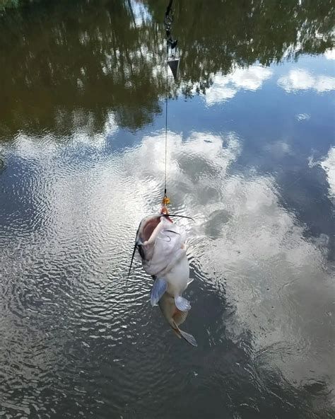 如何判斷龍魚是否吃夠了食物？，判斷龍魚是否吃夠了食物可以通過觀察其行為、體態和水質狀況來進行
