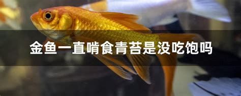 如何判斷龍魚是否吃夠了食物？，判斷龍魚是否吃夠了食物可以通過觀察其行為、體態和水質狀況來進行