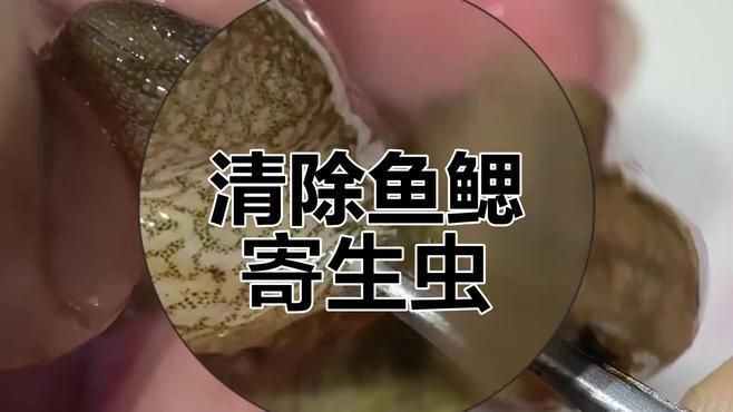 給我推薦一些治療龍魚腮蟲的視頻，治療龍魚腮蟲的方式