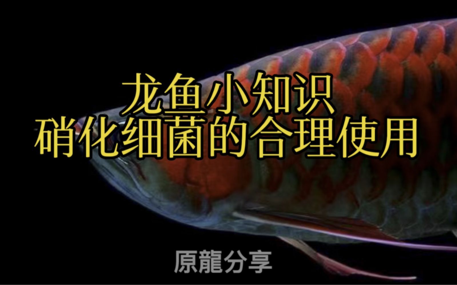 如何正確使用龍魚硝化菌澄清劑？，龍魚硝化菌澄清劑是一種用于改善水質(zhì)和維持魚缸生態(tài)平衡的生態(tài)平衡的生物制劑
