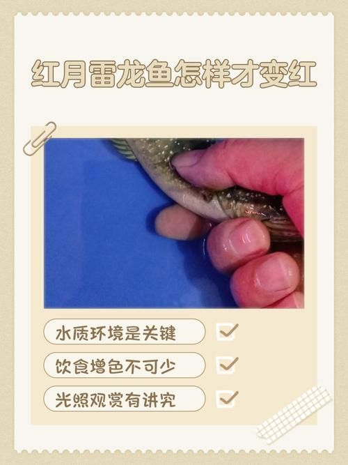 哪種藥物治療紅龍魚炸鱗最有效？，紅龍魚炸鱗后多久能恢復(fù)