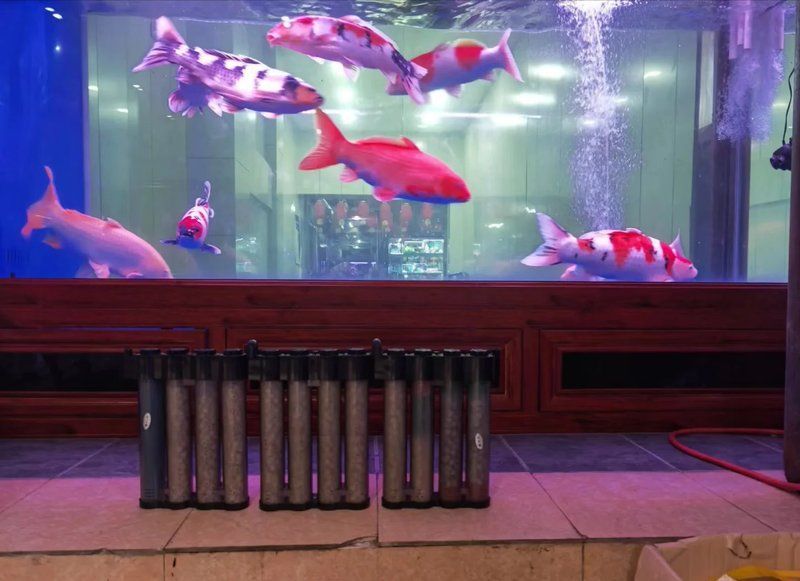 龍魚生病期間多久喂一次，龍魚生病期間喂食頻率需要根據(jù)其健康狀況和醫(yī)生的建議來確定