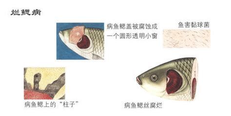 詳細閱讀:魚得了爛鰓病能自愈嗎,魚得了爛鰓病能自愈嗎, 魚得了爛鰓病能自愈嗎,魚得了爛鰓病能自愈嗎,