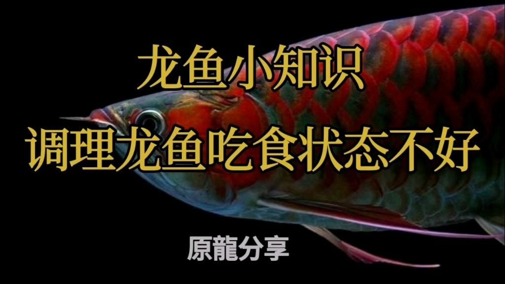 詳細閱讀:龍魚不吃食有什么絕招,龍魚不吃食怎么辦 龍魚不吃食有什么絕招,龍魚不吃食怎么辦