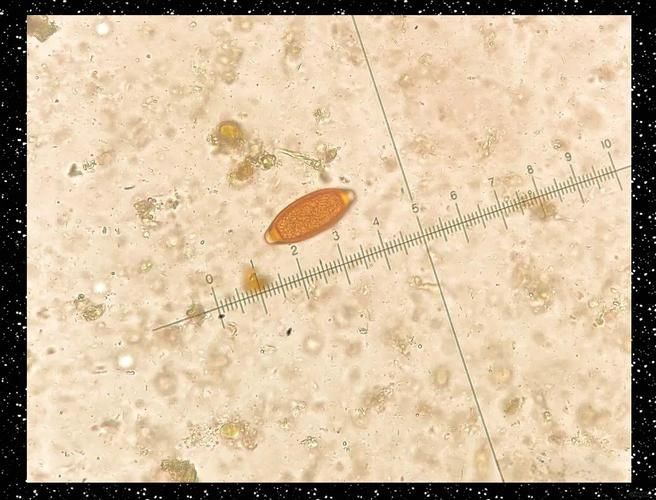 如何預防龍魚內寄和外寄？，龍魚內寄與外寄的科學防治指南