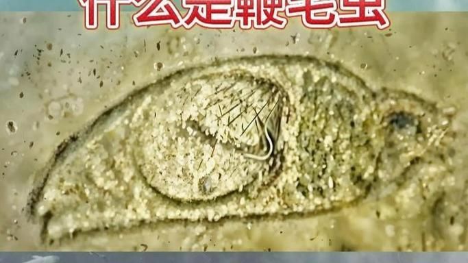 如何預防龍魚內寄和外寄？，龍魚內寄與外寄的科學防治指南