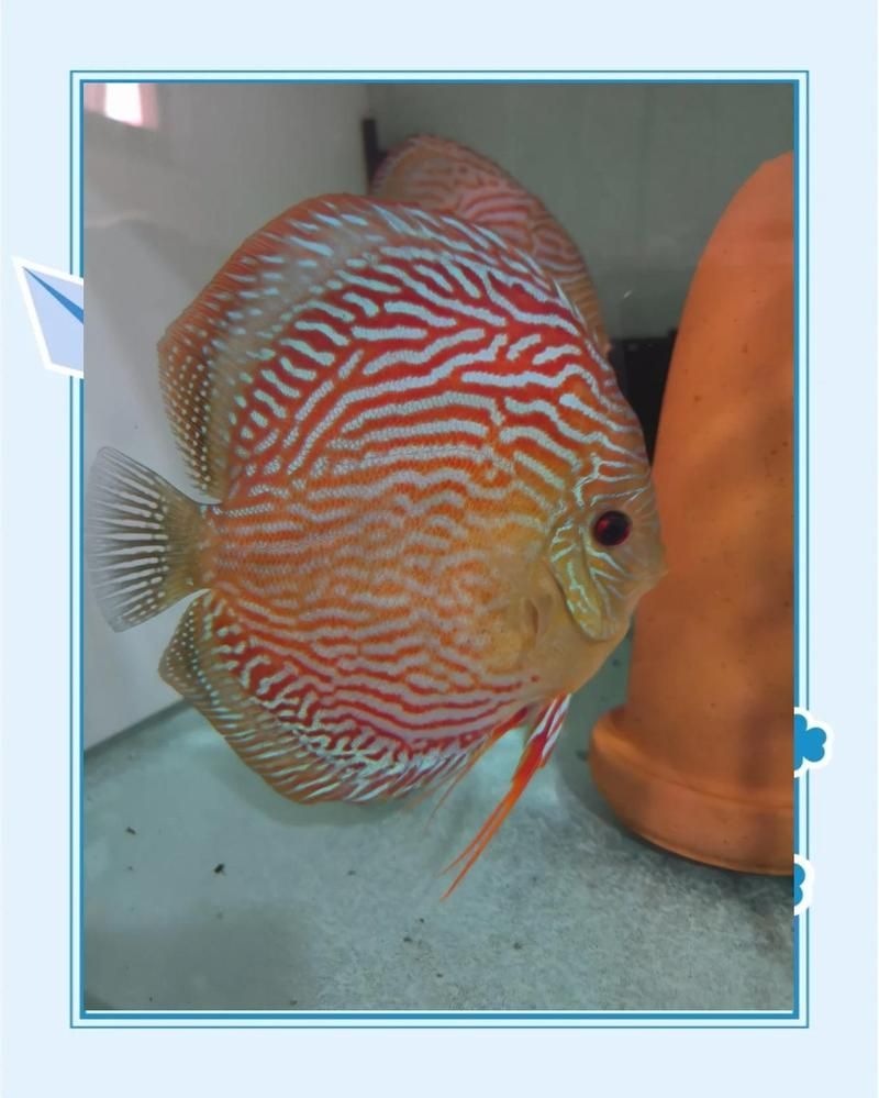 有哪些藥物可以幫助魚恢復，如何判斷龍魚是否復發脫肛