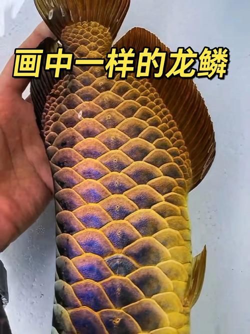 能給出更多古典金龍和過背金龍的圖片嗎，古典金龍和過背金龍的區別