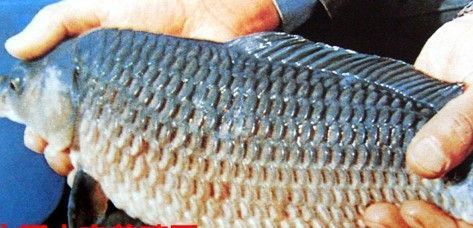 如何預防豎鱗病和魚波豆蟲病，如何預防豎鱗病與魚波豆蟲病