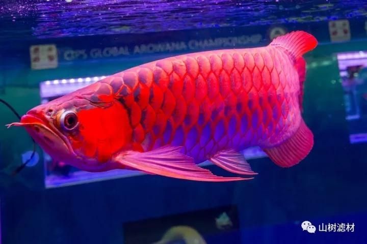 請?zhí)峁┮恍╅L城杯龍魚比賽的圖片或視頻，2023年“長城杯”世界龍魚錦標(biāo)賽獲獎名單和名單分析