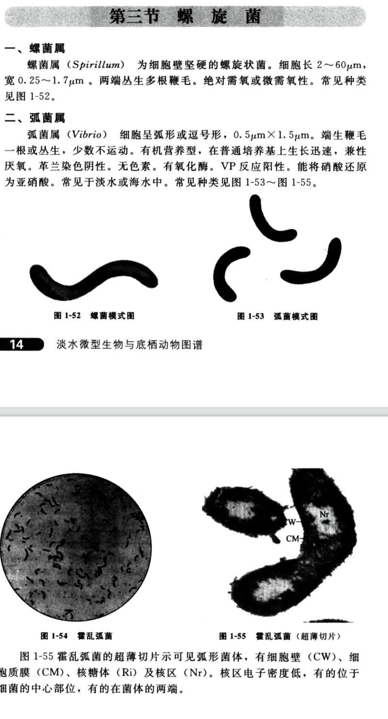 魚類細菌傳染給人的概率有多大，魚類細菌傳播給人類的概率