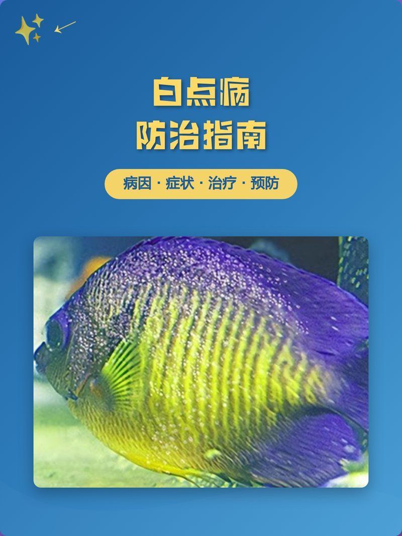 白點病有哪些典型癥狀，晶視光坊，6種白斑病辨別方法，簡單又實用