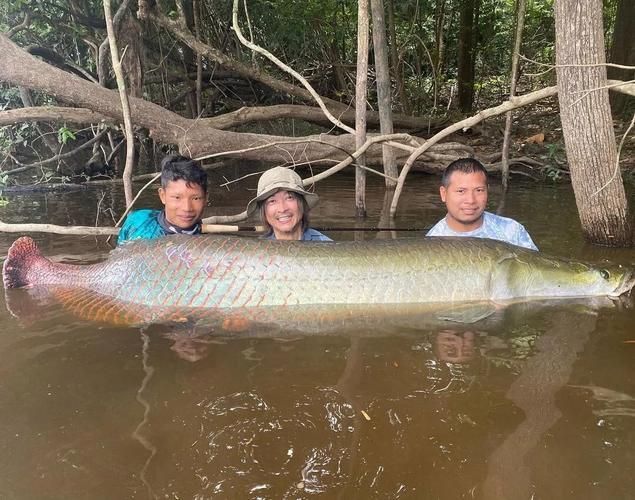 如何鑒別龍魚的真假？，如何鑒別龍魚的真偽？