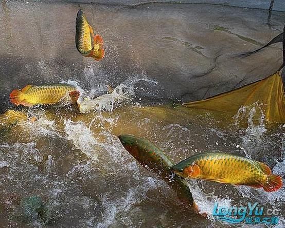 廣宗縣龍魚養(yǎng)殖有哪些成功案例，廣宗縣龍魚養(yǎng)殖成功案例分析