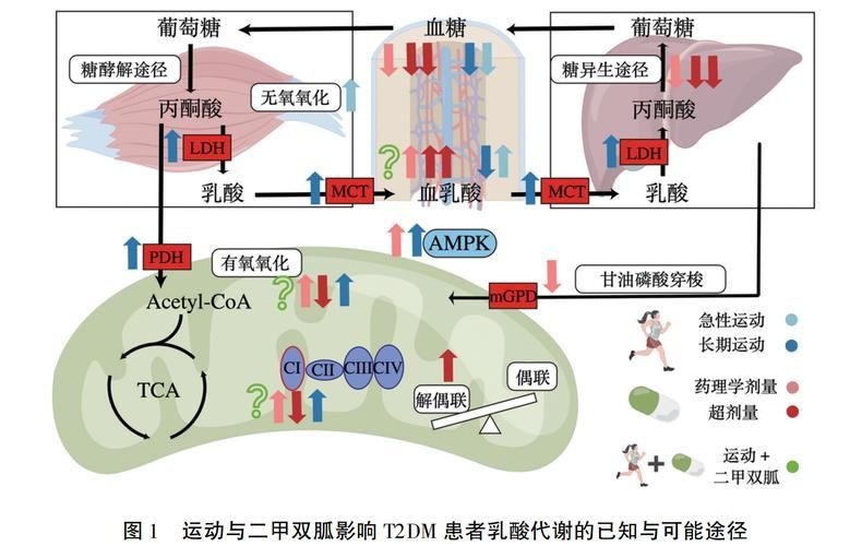 有哪些常見的聯合用藥方案，acei+利尿劑聯合用藥方案信息整理完成