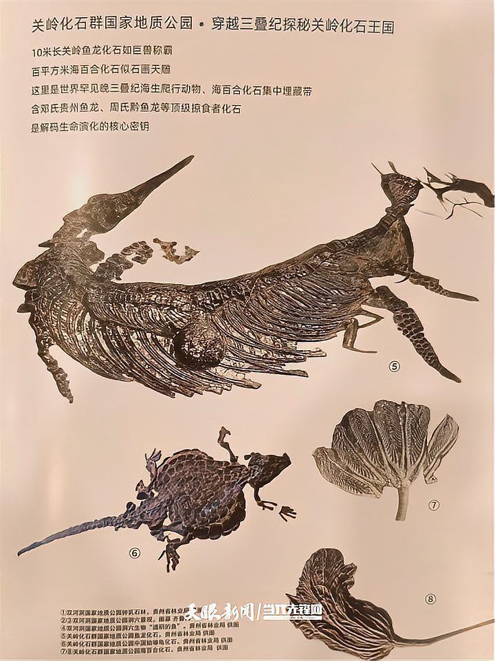 如何區分真假黔南州龍魚？，如何區分黔南州龍魚？
