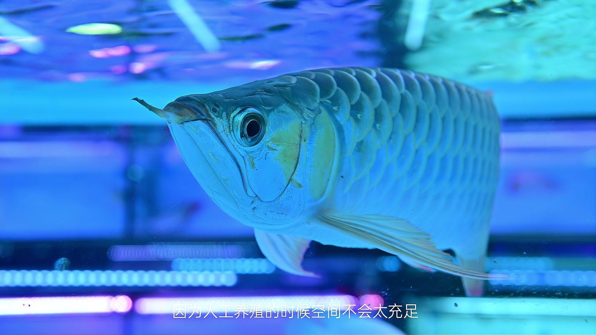 赤荔鳳冠魚和龍魚的壽命有多長？，赤荔鳳冠魚和龍魚壽命有多長？