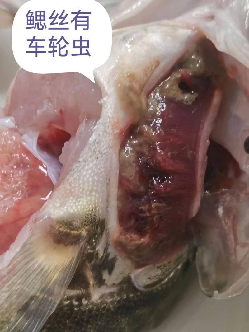 能否提供更多水產(chǎn)細(xì)菌性疾病的圖片，水產(chǎn)細(xì)菌性疾病的圖片可以提供更多水產(chǎn)細(xì)菌性疾病的圖片嗎