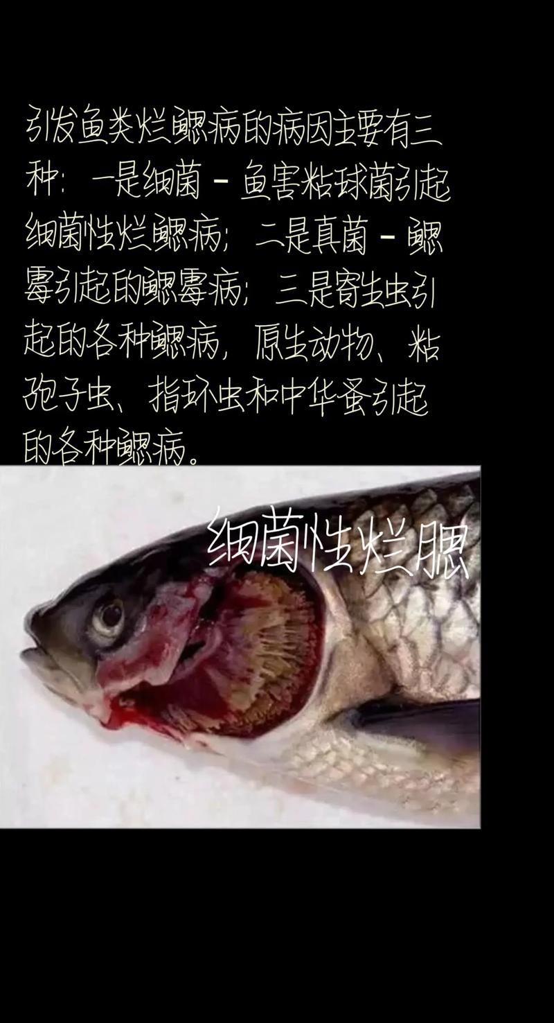 能否提供更多水產(chǎn)細(xì)菌性疾病的圖片，水產(chǎn)細(xì)菌性疾病的圖片可以提供更多水產(chǎn)細(xì)菌性疾病的圖片嗎
