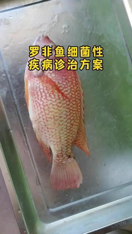 能否提供更多水產(chǎn)細(xì)菌性疾病的圖片，水產(chǎn)細(xì)菌性疾病的圖片可以提供更多水產(chǎn)細(xì)菌性疾病的圖片嗎