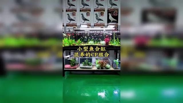 有哪些適合新手的觀賞魚組合，新手養(yǎng)魚，選對組合是成功的一半，推薦三組高性價比觀賞魚組合
