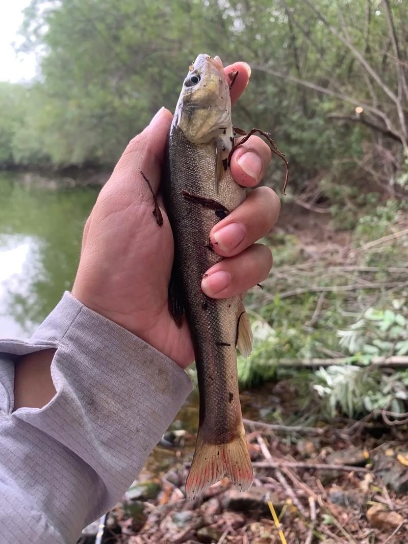 北林區(qū)龍魚有哪些獨(dú)特特點(diǎn)，“北林區(qū)龍魚”是什么？