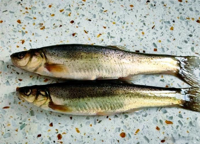 北林區(qū)龍魚有哪些獨(dú)特特點(diǎn)，“北林區(qū)龍魚”是什么？