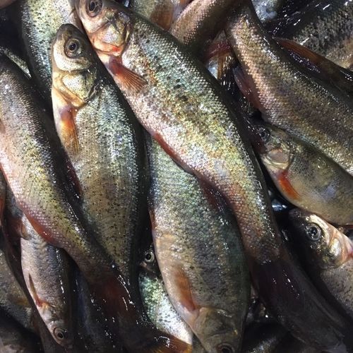 北林區(qū)龍魚有哪些獨(dú)特特點(diǎn)，“北林區(qū)龍魚”是什么？