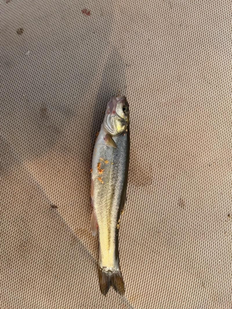 北林區(qū)龍魚有哪些獨(dú)特特點(diǎn)，“北林區(qū)龍魚”是什么？