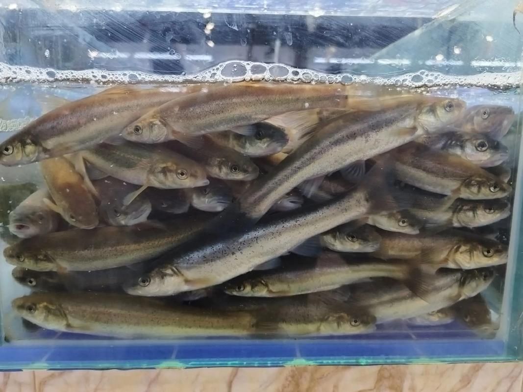北林區(qū)龍魚有哪些獨(dú)特特點(diǎn)，“北林區(qū)龍魚”是什么？